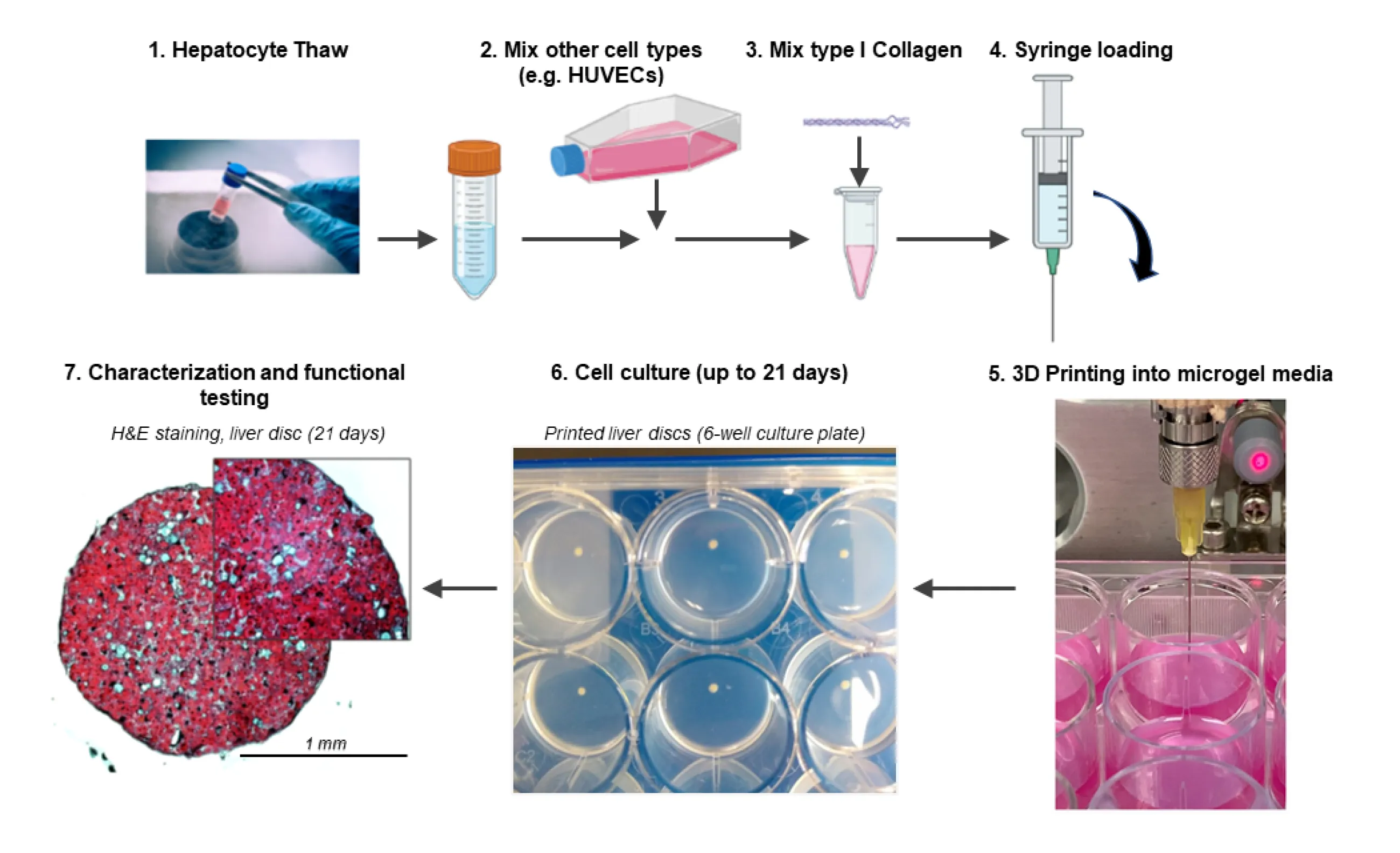 Generation of a functional liver tissue model by 3D printing (Credit: Glyn Palmer, PhD)