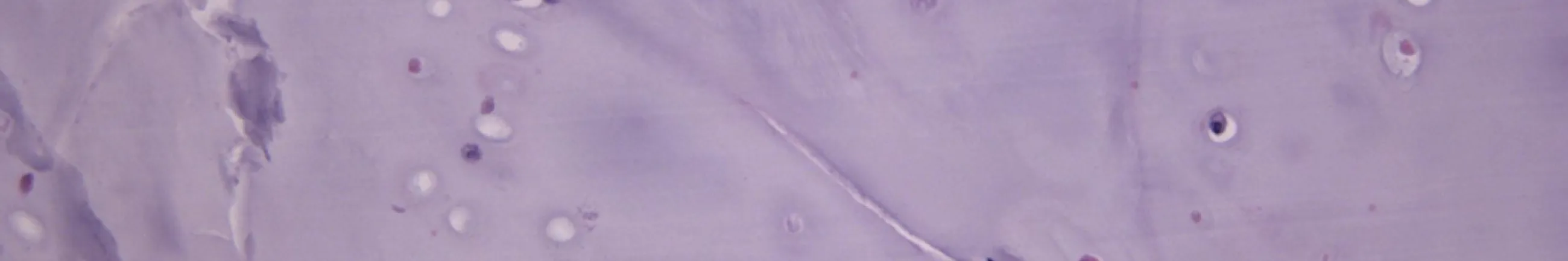 Orthopaedic Oncology Fellowship Hero Banner 01