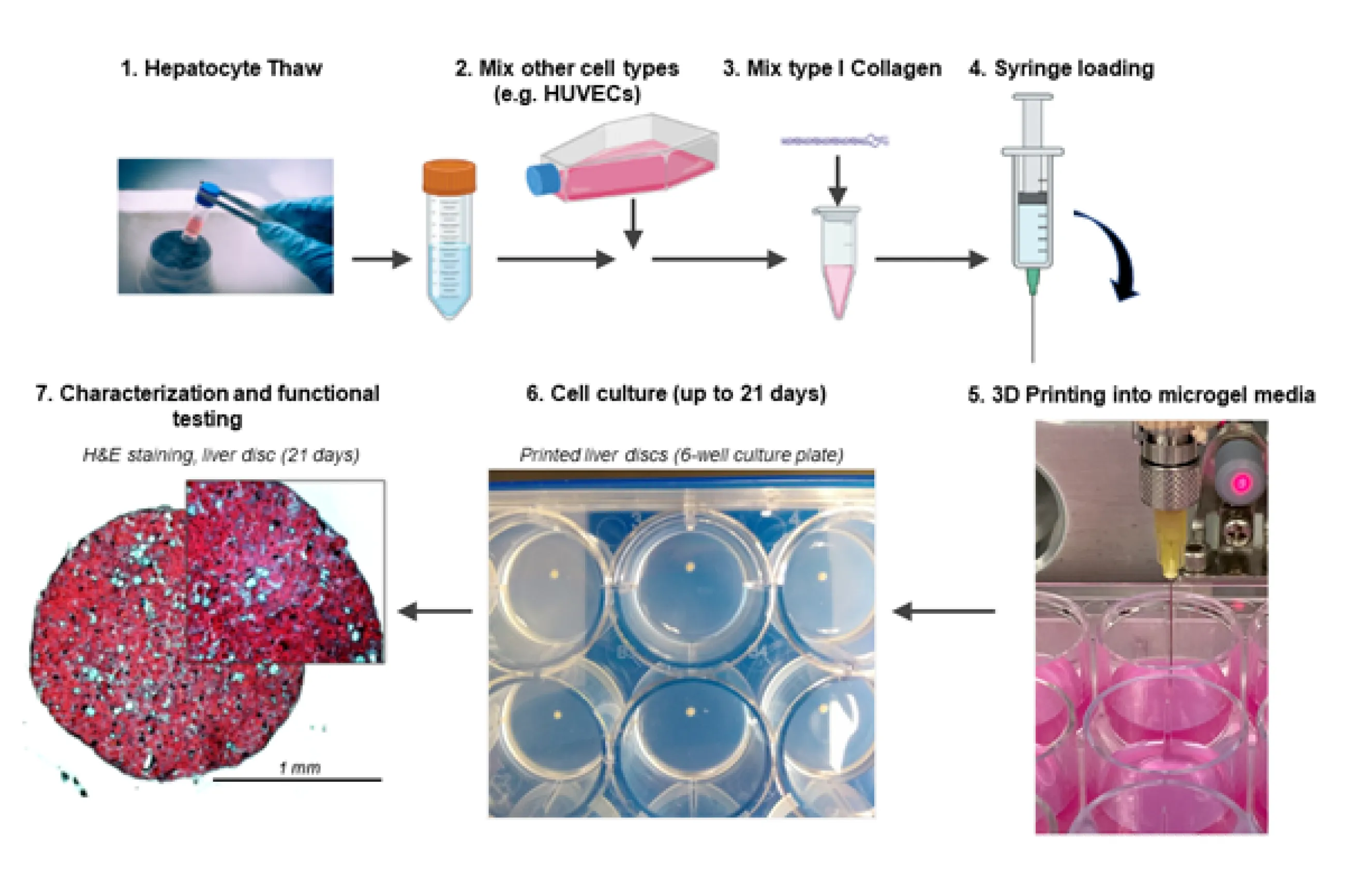 Dr. Palmer is using 3D bio-printing to develop functional liver tissue model